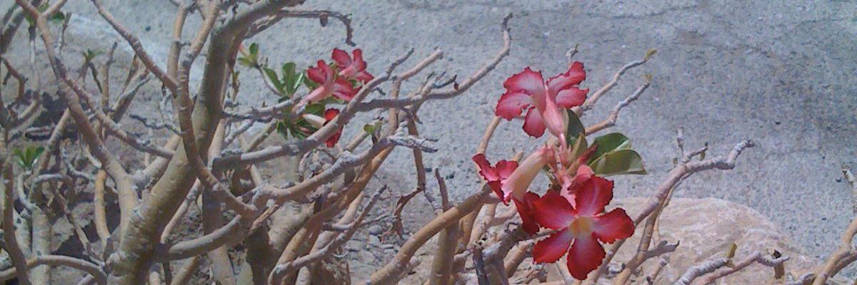 TanyasGraphics's profile banner image