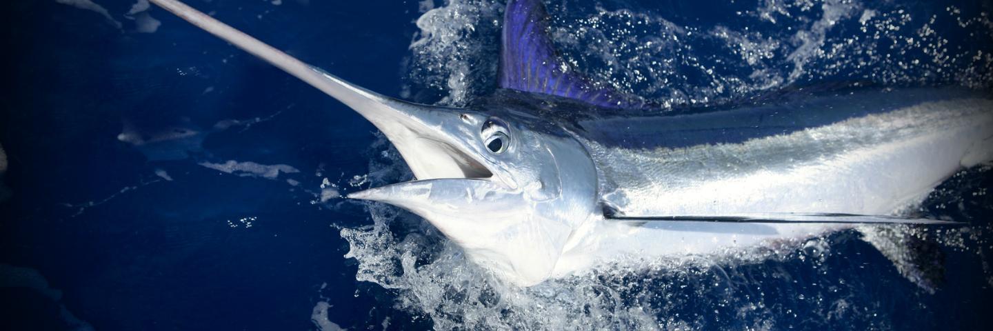 ActiveFisherman's profile banner image