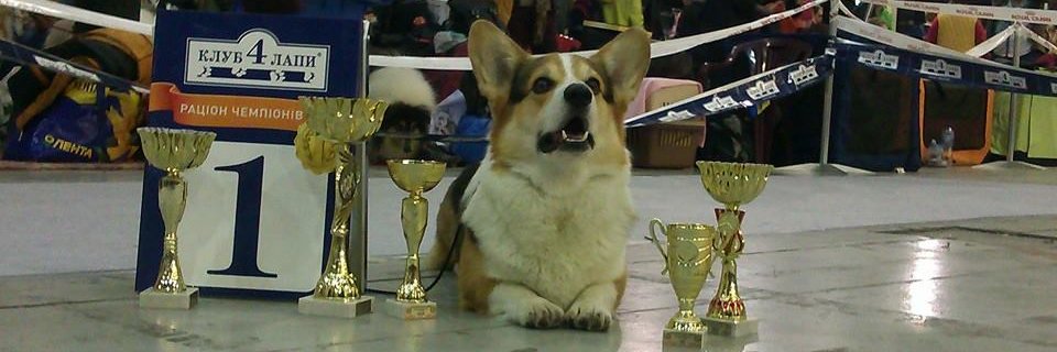 CorgiPupp's profile banner image