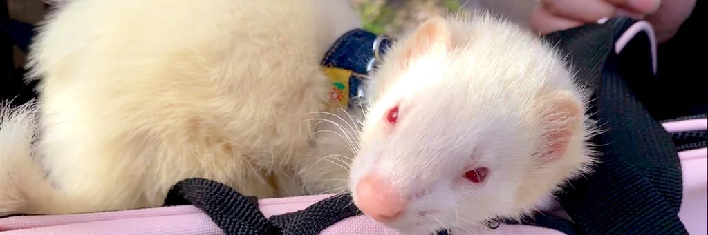 しろはねこ@超絶鼬推し banner