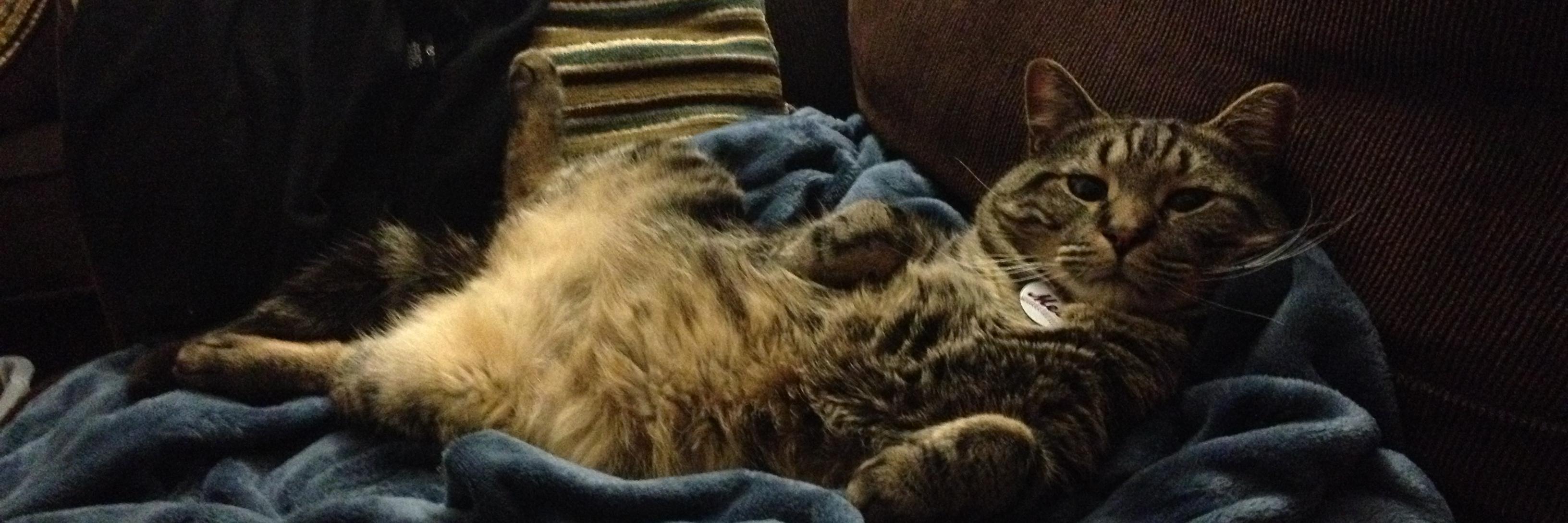DrMurphyBCat's profile banner image