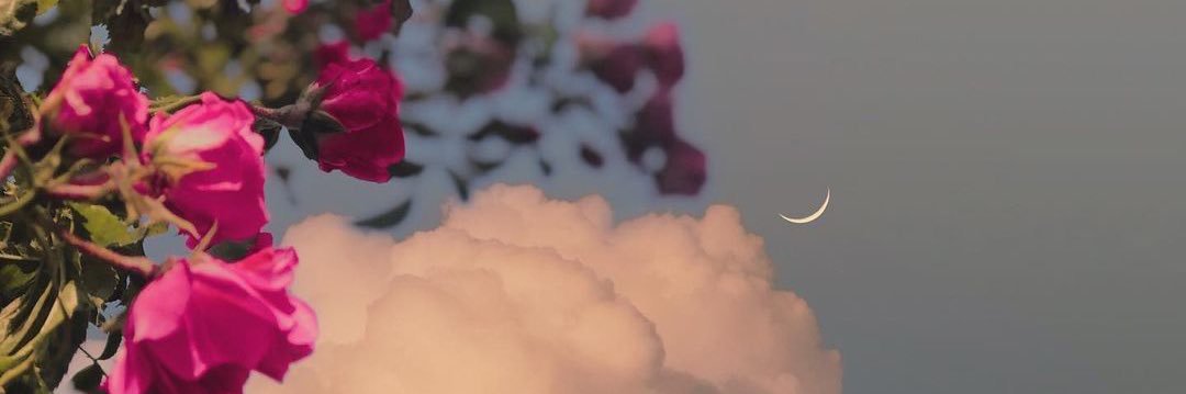 LanaMoony's profile banner image
