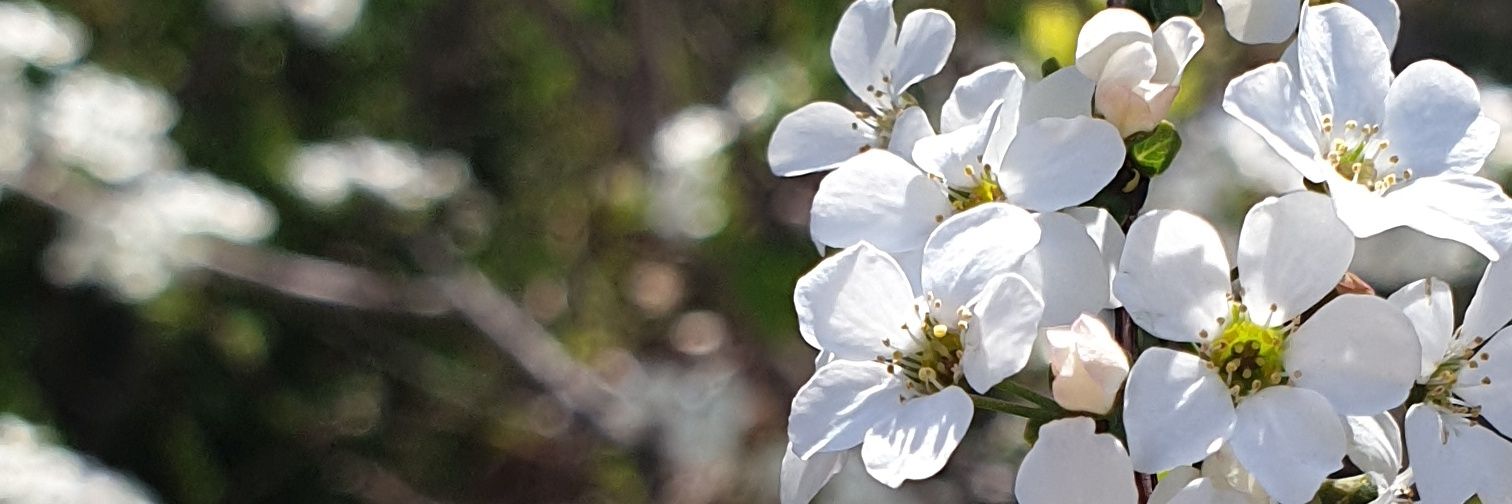 Pinningflower's profile banner image