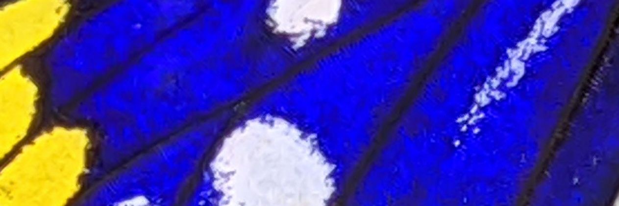 クウテラ X banner