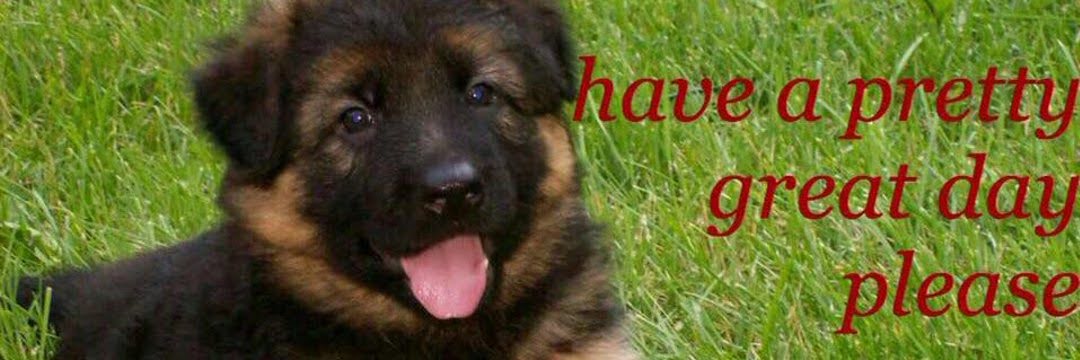perrito banner