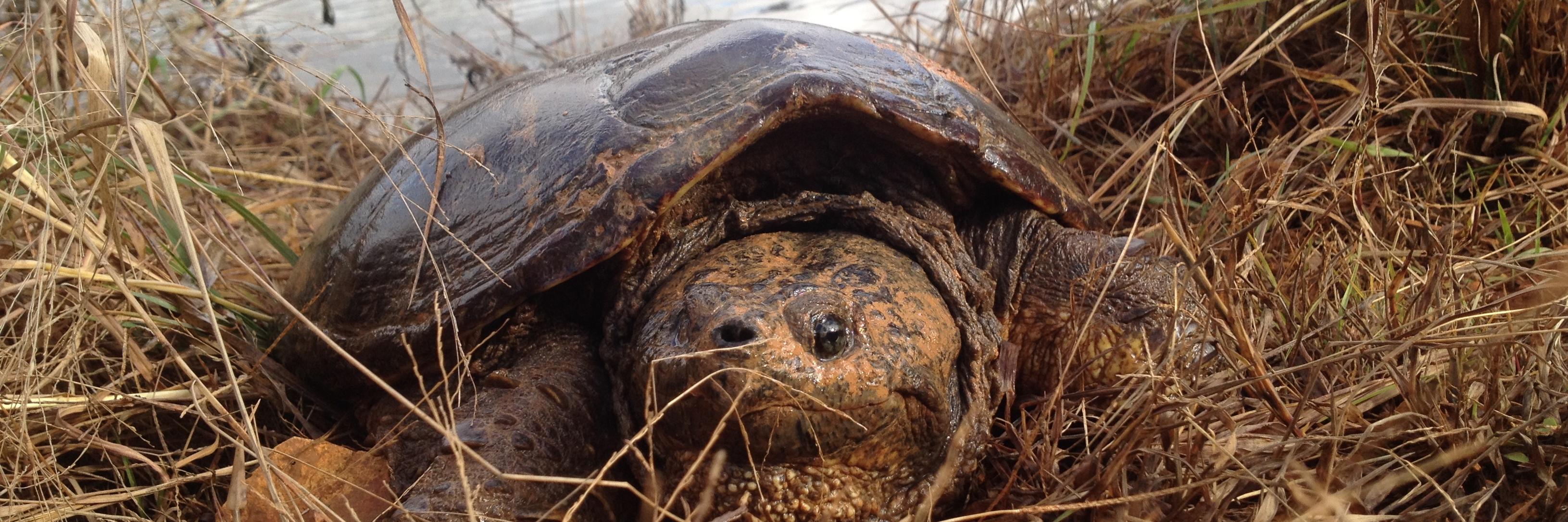 ALturtlefarmer's profile banner image