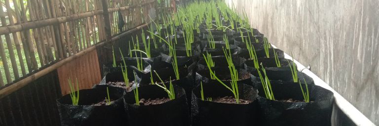 Mohamad Al Basit banner