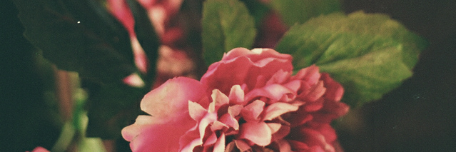 LexieBlubird's profile banner image