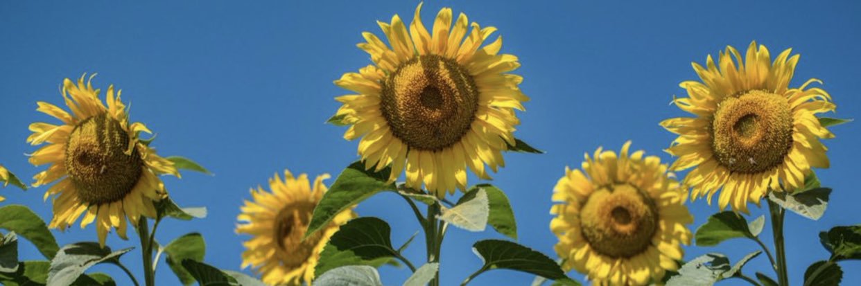 BayleeMitcham's profile banner image