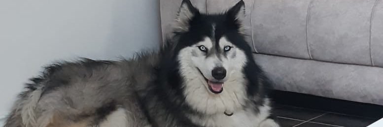 GSanisoglu's profile banner image
