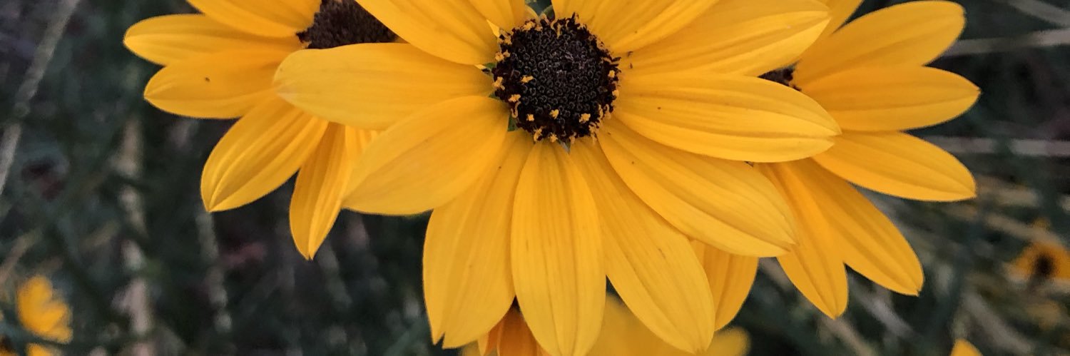 wileyb2141's profile banner image