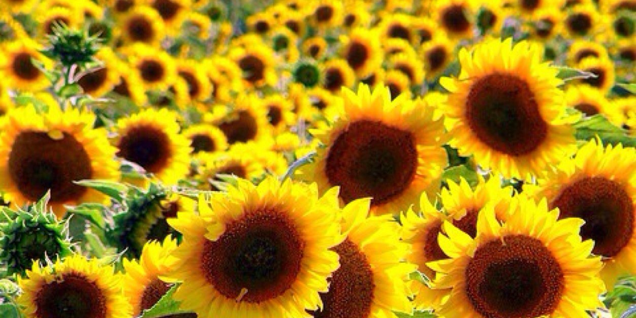 gracee_bal's profile banner image