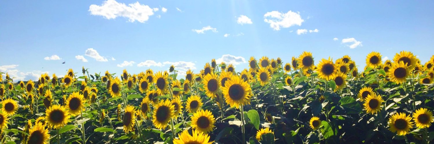 mshorelik's profile banner image