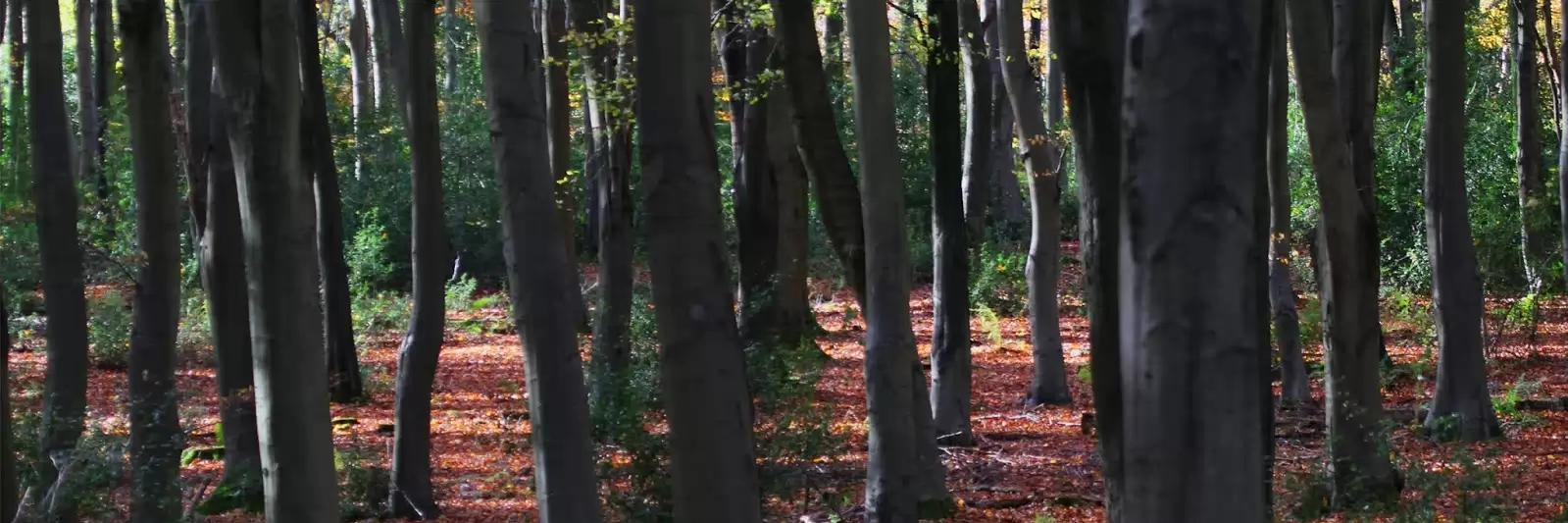 Bushcrafttools banner