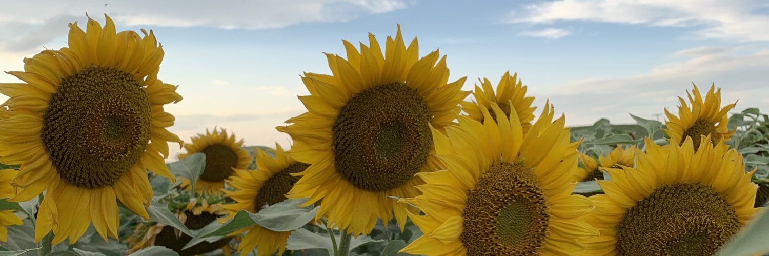 vanessaroduta's profile banner image