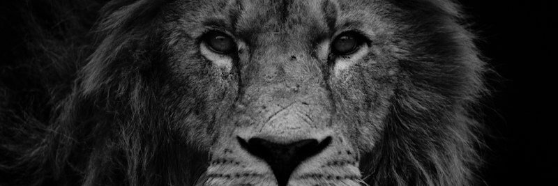 Salman_Toronto's profile banner image