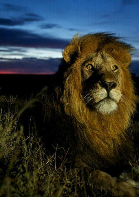 Remist🅰️ ruim na 🅰️🦁 banner