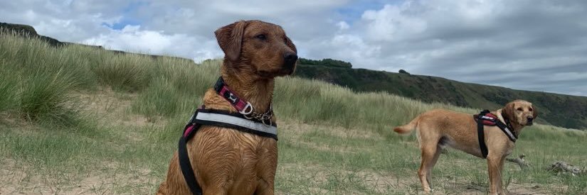 Morgan Harkins banner