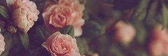 RocksarioDiva's profile banner image