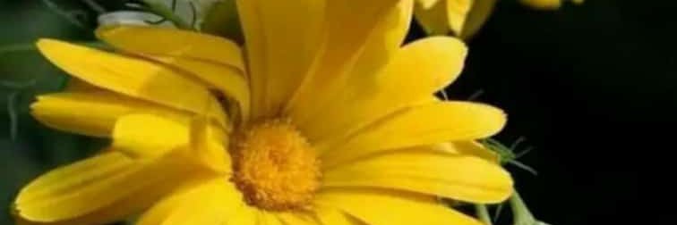 ganeshjagtap26's profile banner image