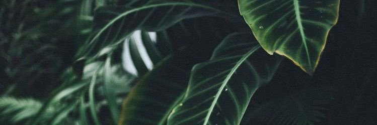 KeyanaPclmer's profile banner image