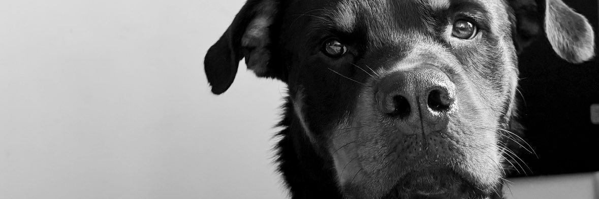 lsbrn22's profile banner image