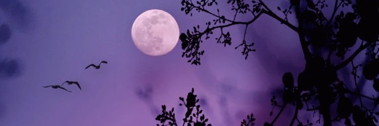Nikkitine's profile banner image