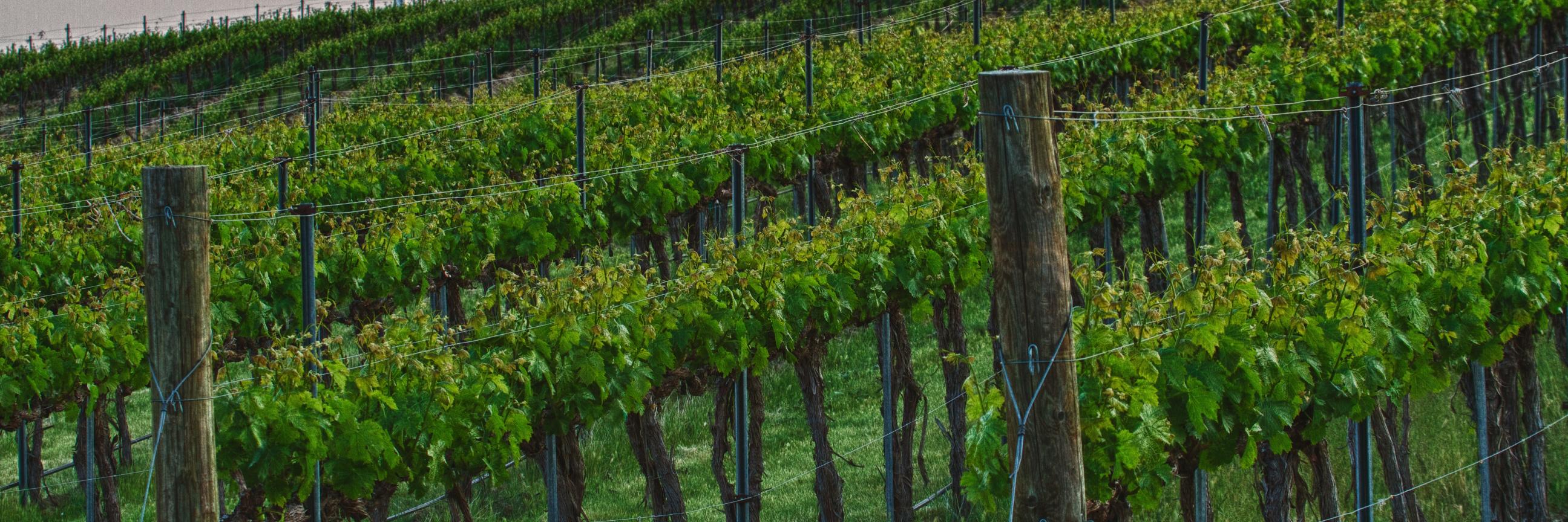 Saviah Cellars banner