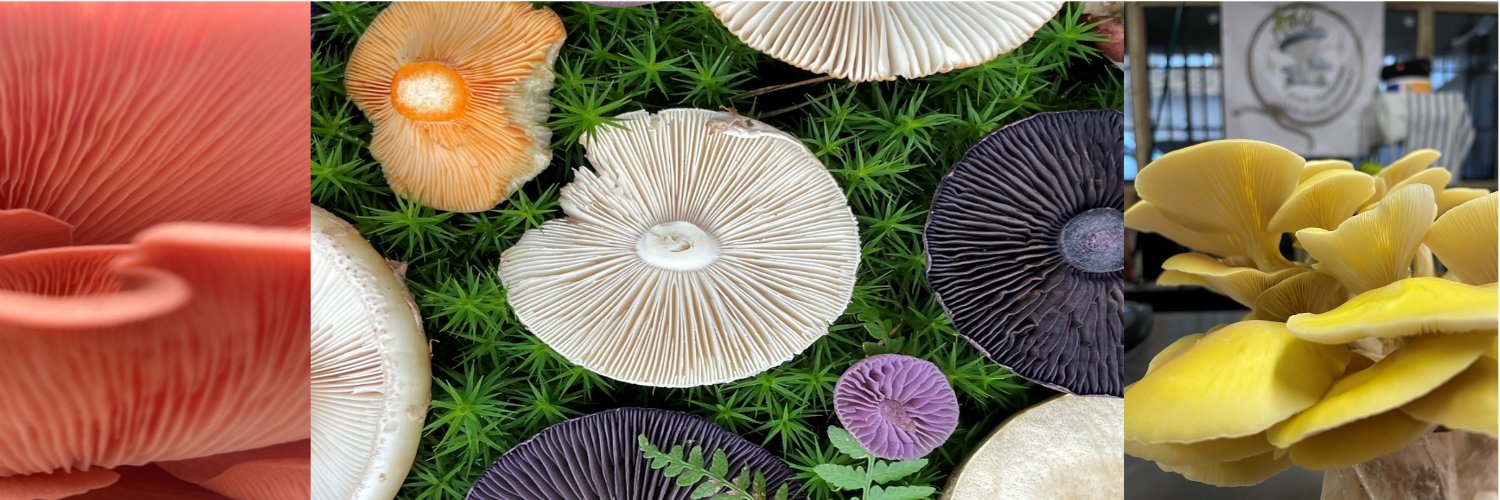 Adi Staempfli banner