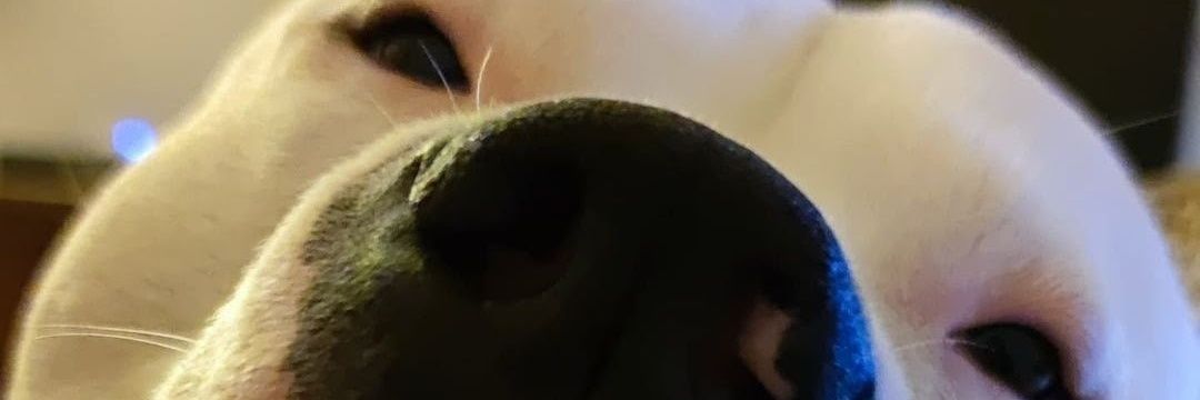 GennyParolari's profile banner image