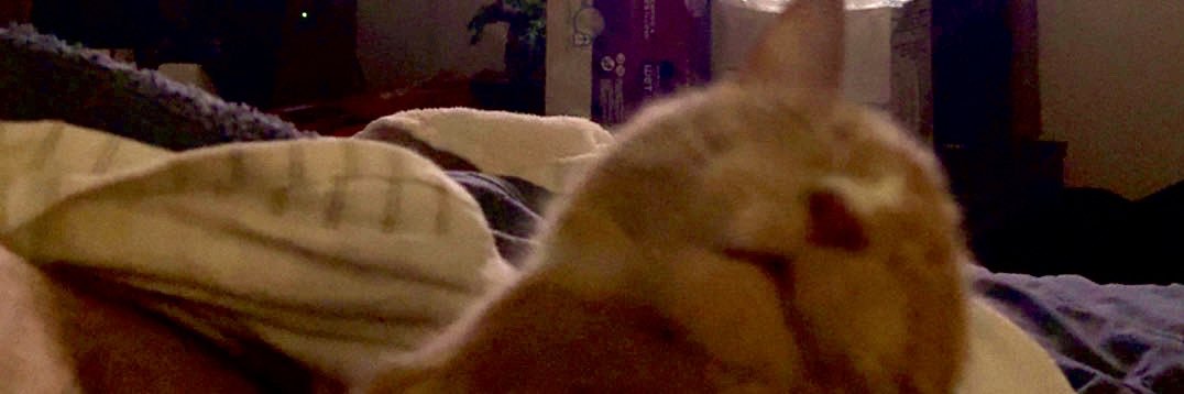potato__meat's profile banner image