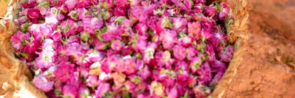 11ALAMERA's profile banner image