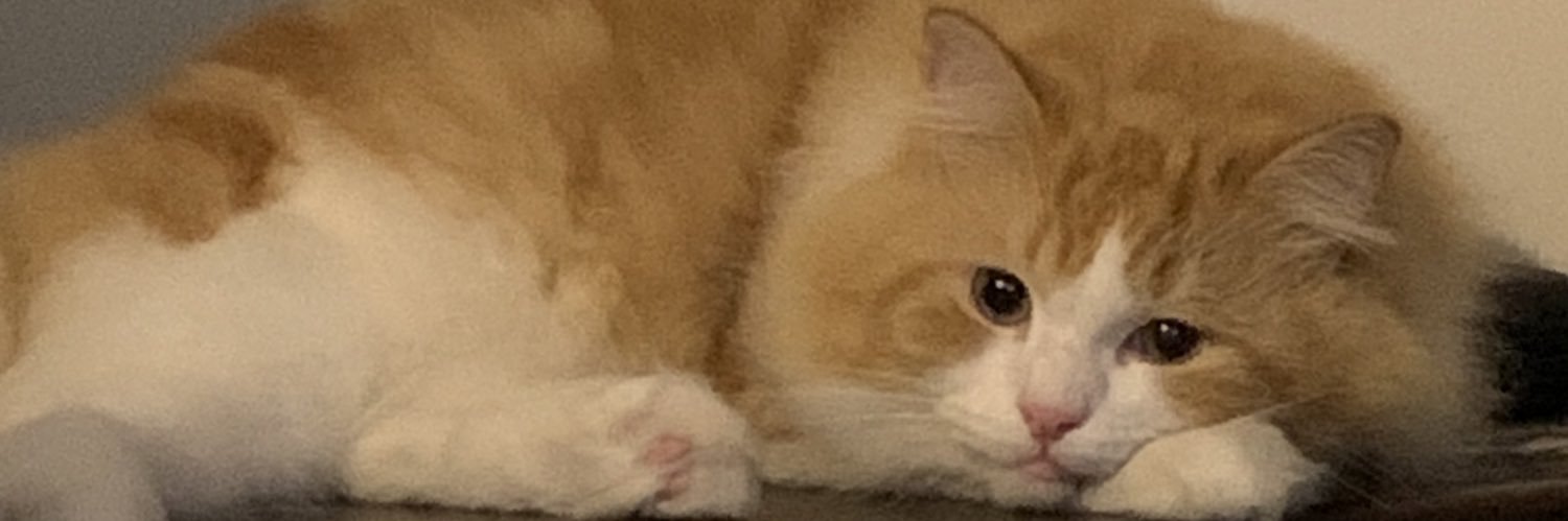 epileF_tic's profile banner image