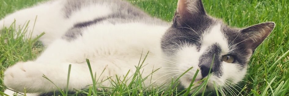 sampittaa's profile banner image