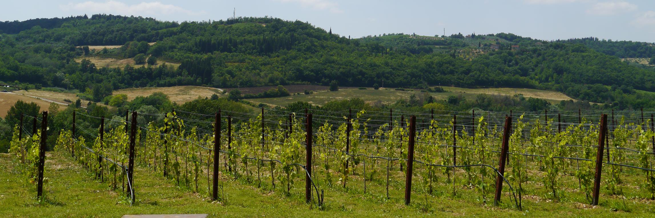 texaswineprof's profile banner image