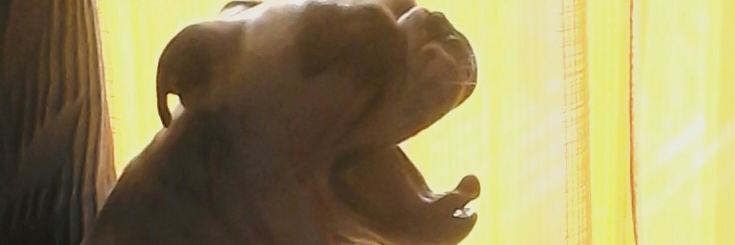 lauititi's profile banner image