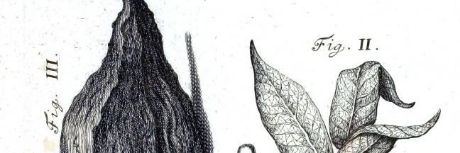 BellflowerCacao's profile banner image
