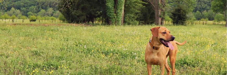 cindyhop's profile banner image