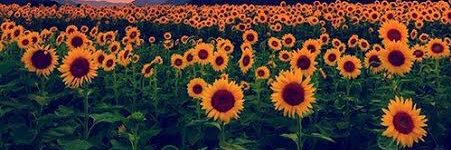 Leslynnt17's profile banner image