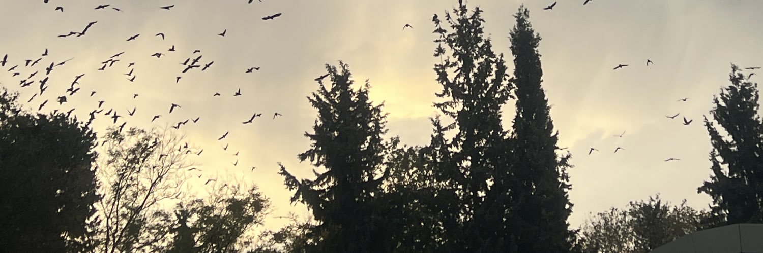 msBurcluoglu's profile banner image