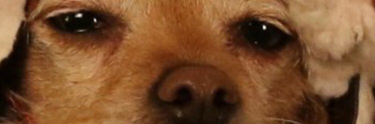 zllarson's profile banner image
