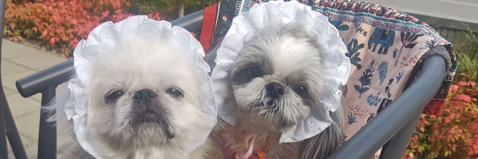 ほいむちゃん🇵🇸🏳️‍🌈🏳️‍⚧️ banner