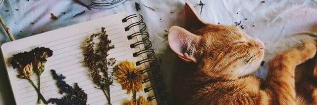 HPLuna_LoveGood's profile banner image
