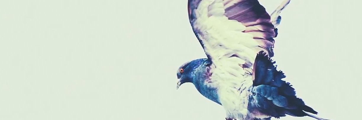 ychngln's profile banner image