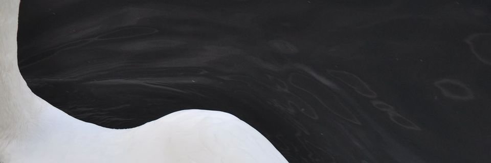 JUAN MUT banner