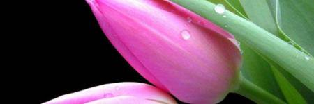 Sophia banner