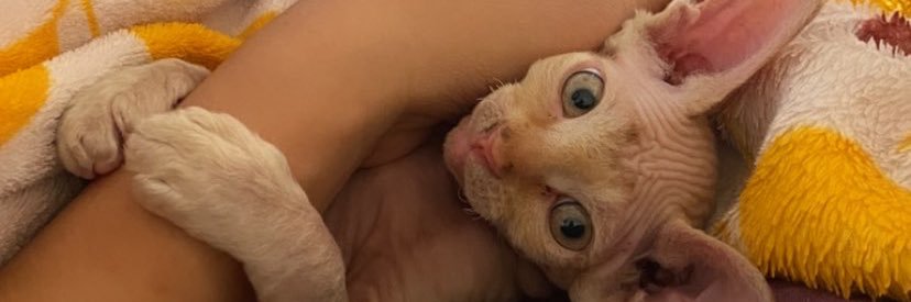 nikolvaa's profile banner image