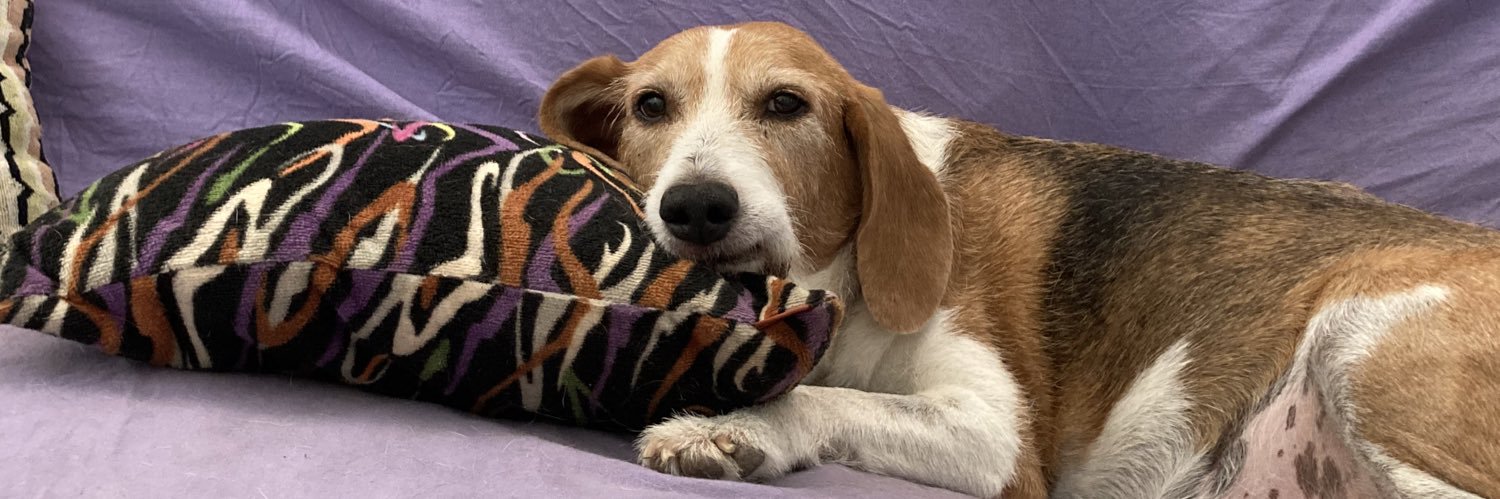 Margherita Ascolano banner