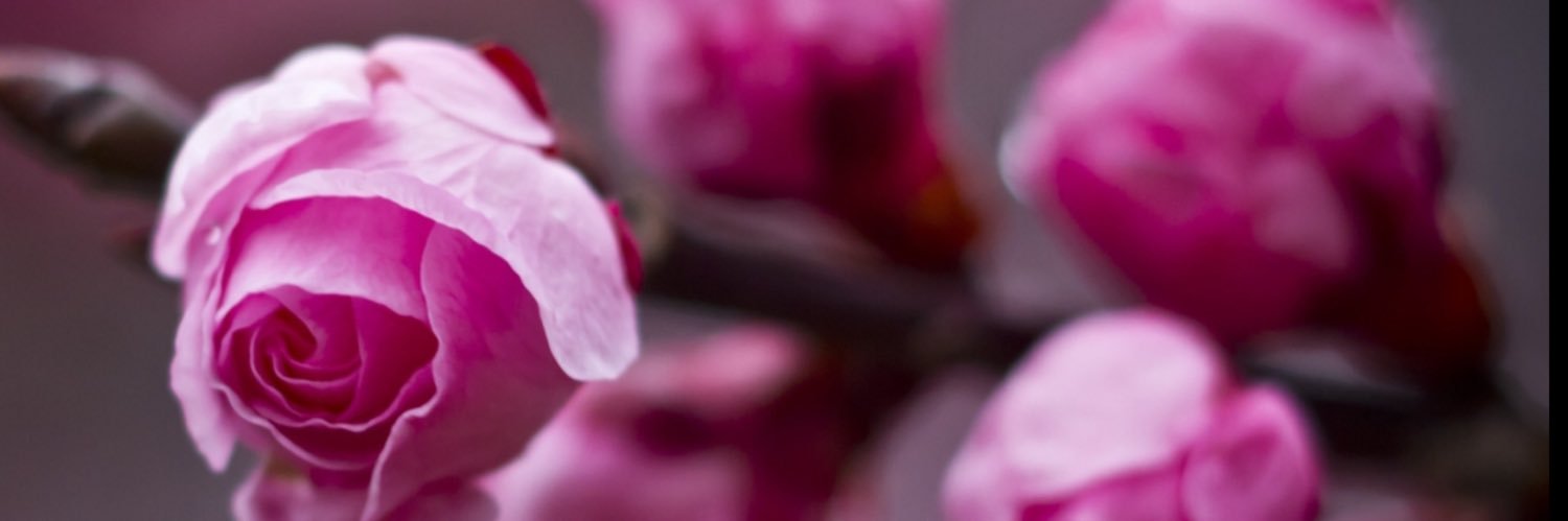 Jancy 🌷 banner