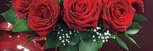 taiger_aria's profile banner image